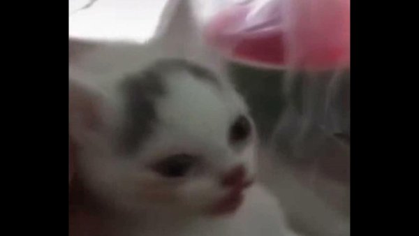 Мем с котом появился в зоне