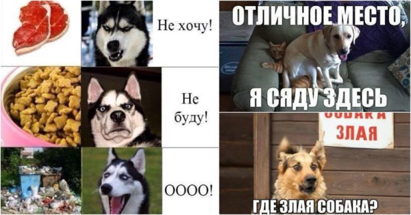 Мемы с собаками
