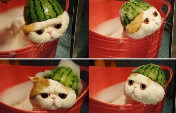 Котик с арбузом