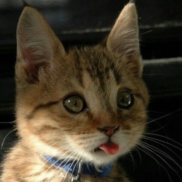 Котенок с языком