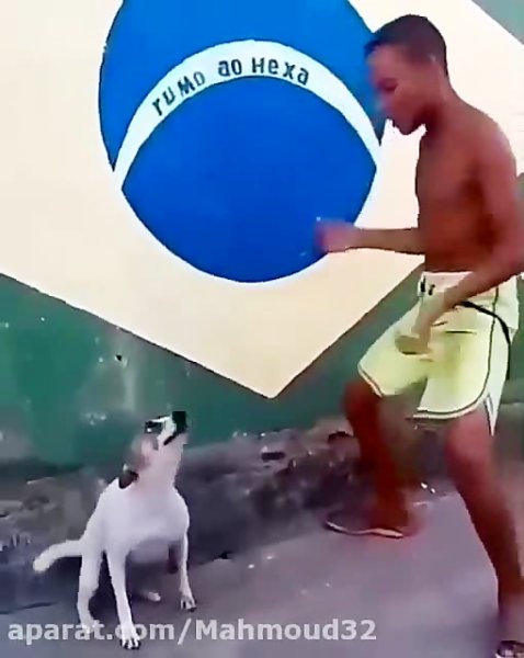 Танцующая собака gif