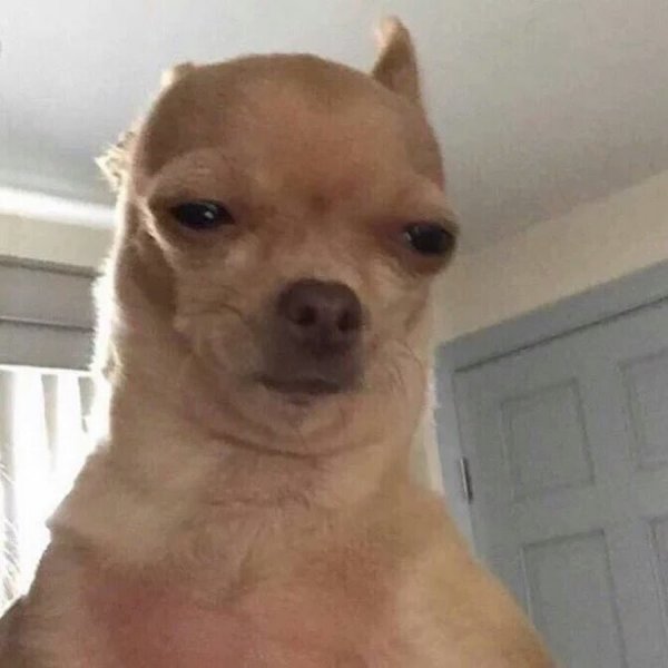 Собака с мема