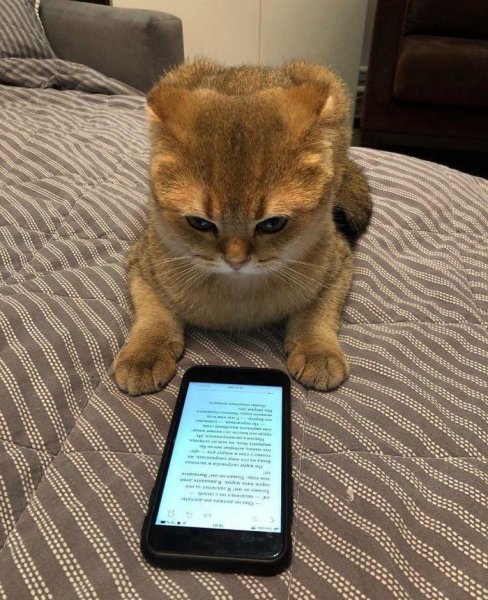 Котенок с телефоном