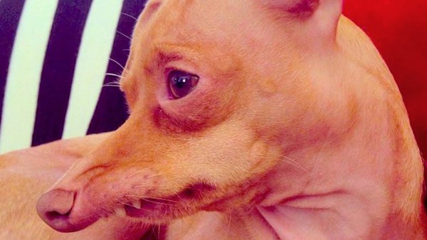 Чихуахуа Туна