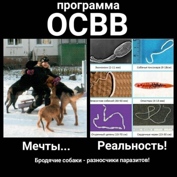 ОСВВ (отлов-стерилизация-вакцинация-возврат