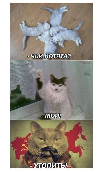 Кот Мем