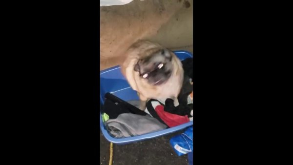 Танцующий Мопс