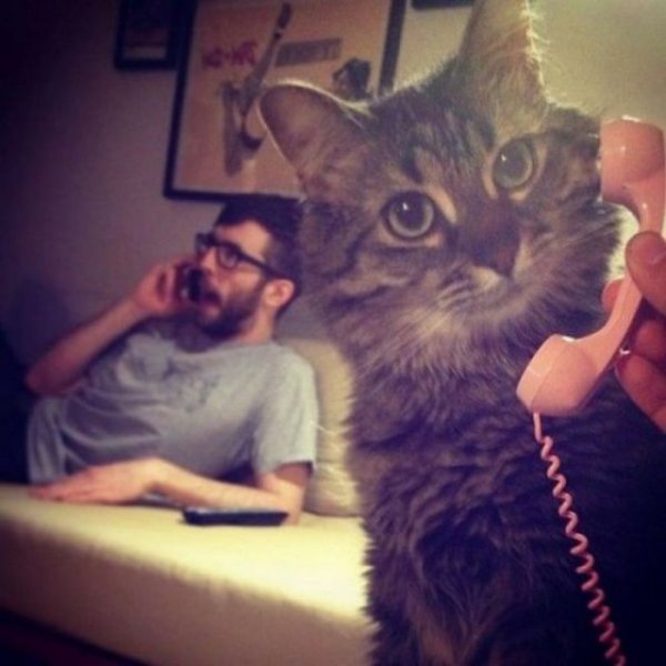 Кот с трубкой