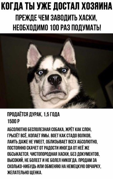 Прикол про собаку продается дурак