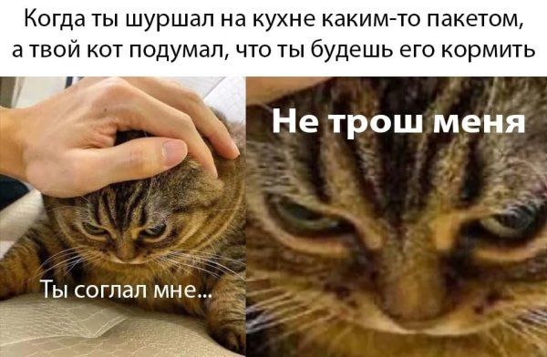 Мемы с котом