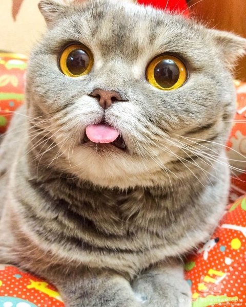 Котик с высунытым ежиком