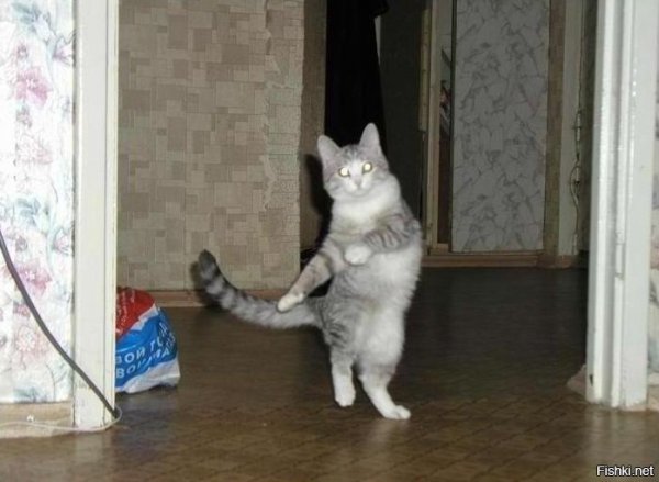 Смешной кот идет