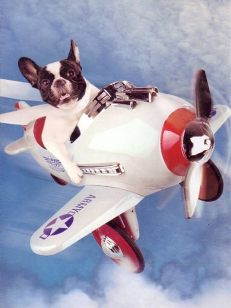 Собака с вертолетами