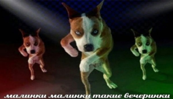 Собака пляшет