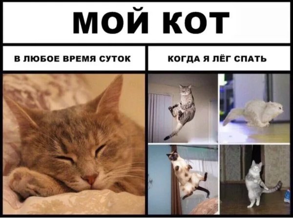 Мемы с котами
