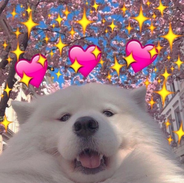 Животные с сердечками