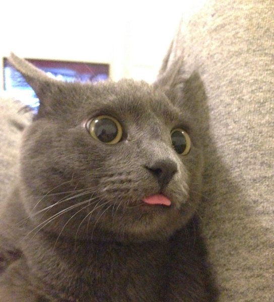 Кошка с высунутым языком