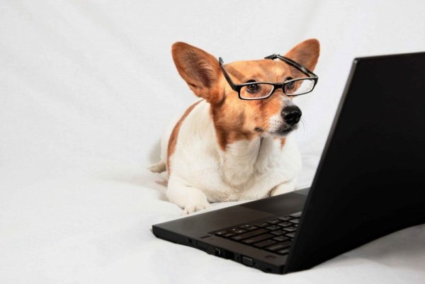 Собачка в очках