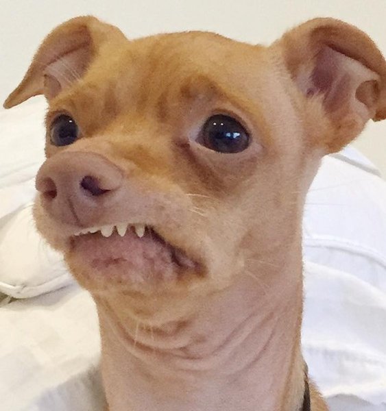 Собаки для мемов