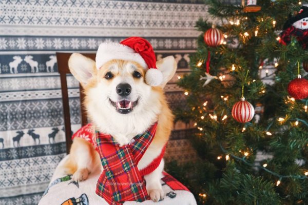 Вельш корги пемброк новый год