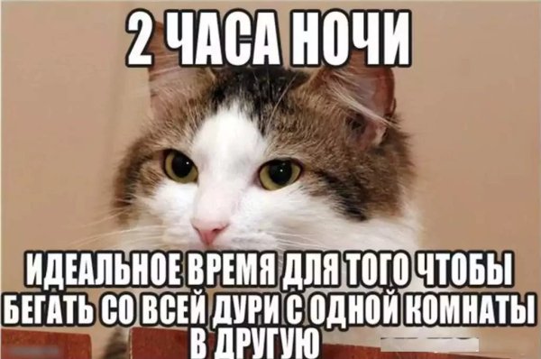 Мемы про котов