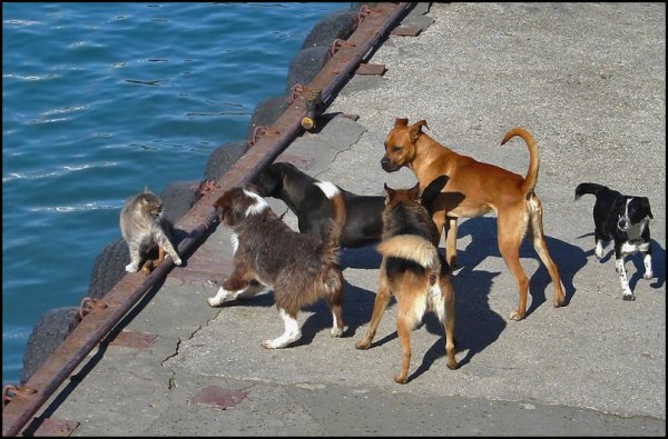 Демотиваторы кошки и собаки