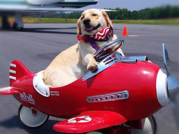 Смешная собака в самолете