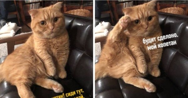 Мемы с котиками