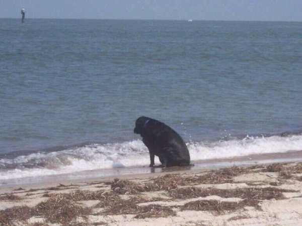 Собака у моря Мем