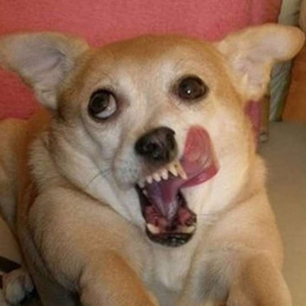 Упоротый собака