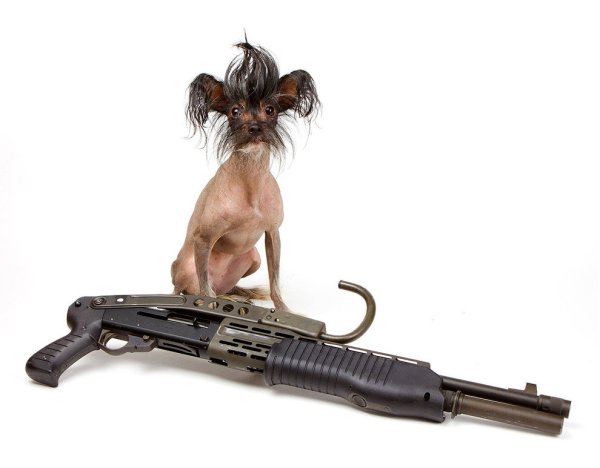 Собака с пулеметом