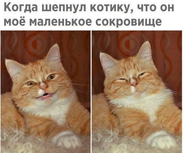 Смешные мемы с котами и надписями