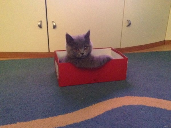 Смешные мемы с котами