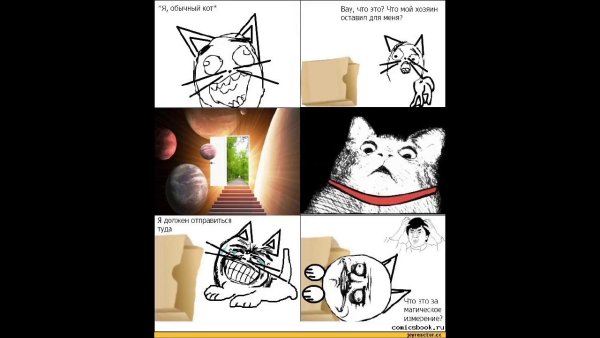 Мемы с котами