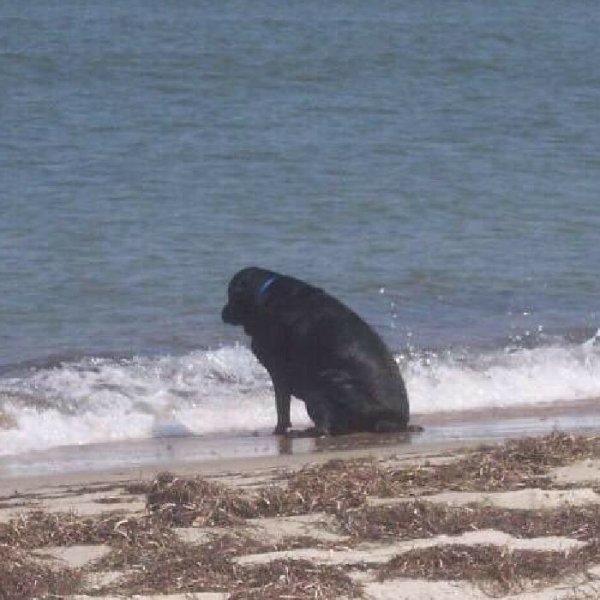 Собака на фоне моря Мем