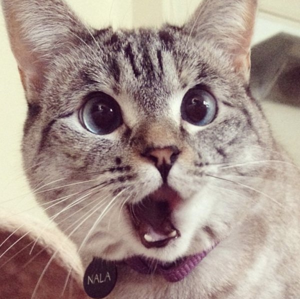 Удивленная морда кота