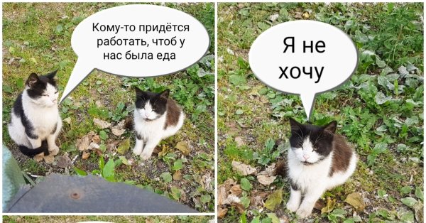 Смешные диалоги котов
