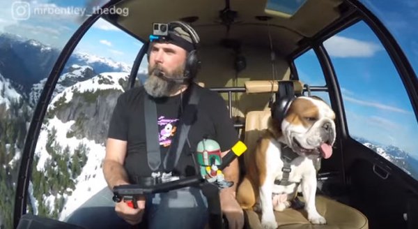 Собака в самолете