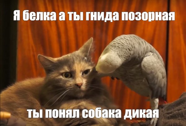 Ты лох и кенты твои