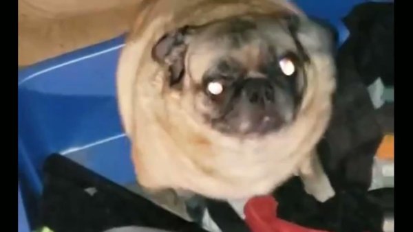 Карасёнок карасёнок Мопс