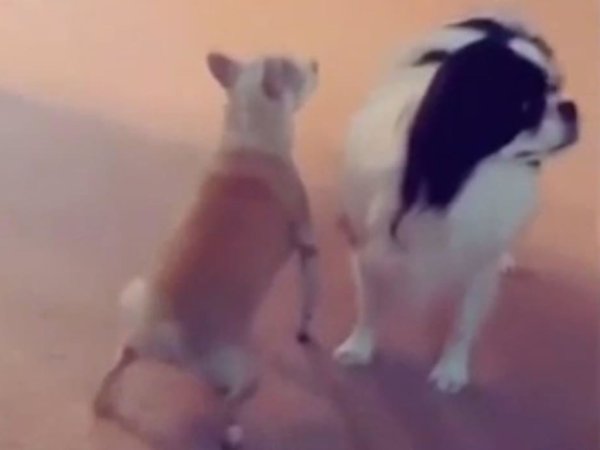 Тверк чихуахуа