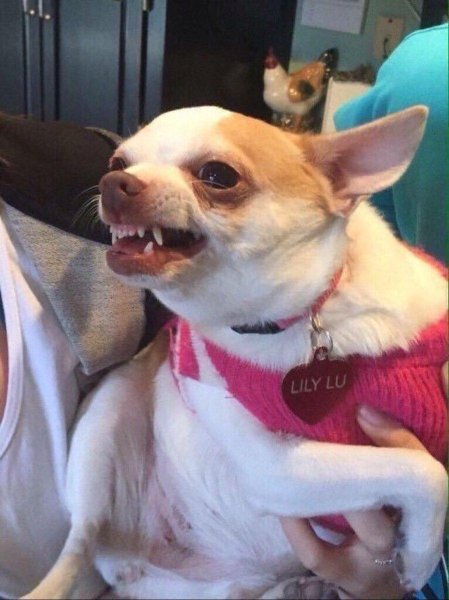 Чихуахуа улыбается