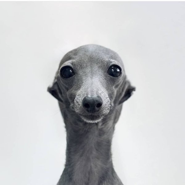 Гончая Левретка