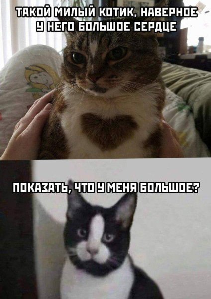 Мемы с котиками с надписями смешные