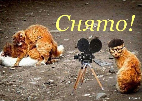 Кот с камерой больше страсти