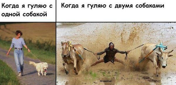 С собакой на прогулке шутки