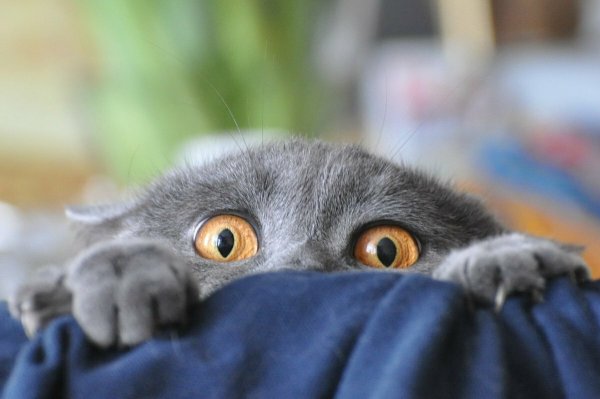 Котик боится
