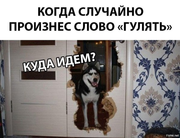 Пошли гулять с собакой