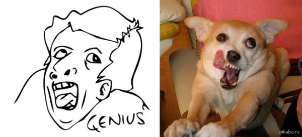 Мемы с собачками