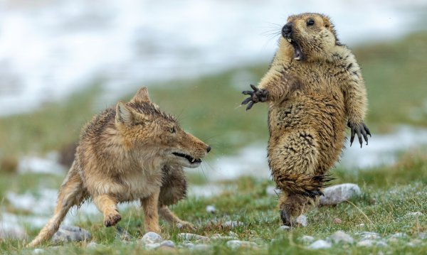 Фото дикой природы